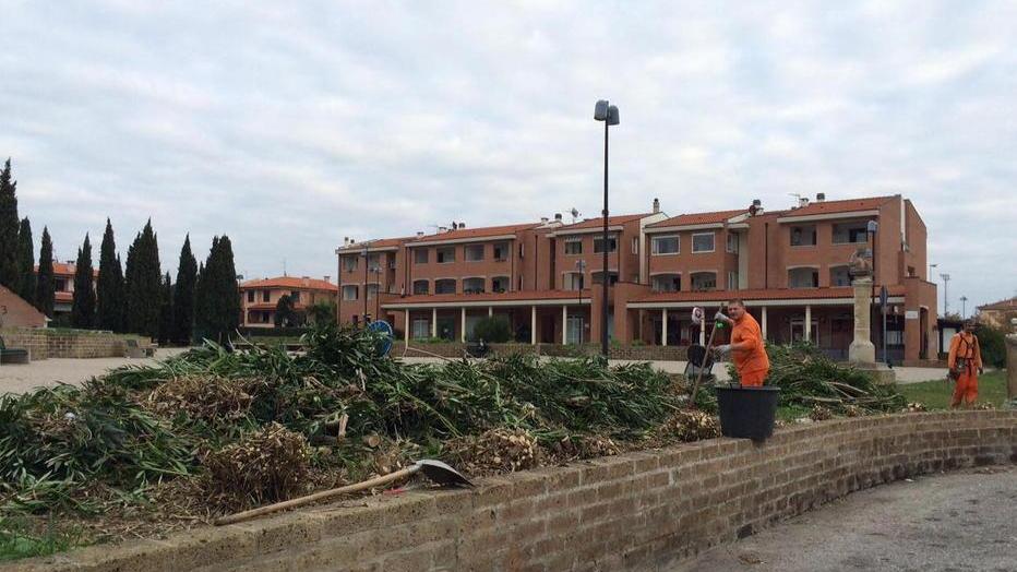I lavori di potatura delle siepi in piazza Iori (foto Michele Falorni/Silvi)