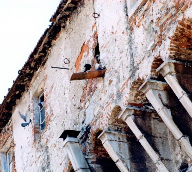 Troppi piccioni in centro il Comune corre ai ripari 