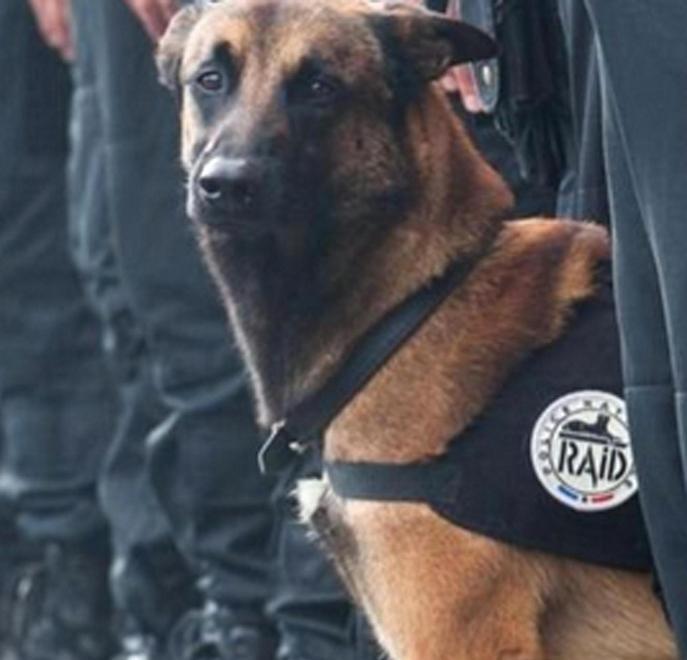 Addio a Diesel il cane poliziotto ucciso nell’assalto