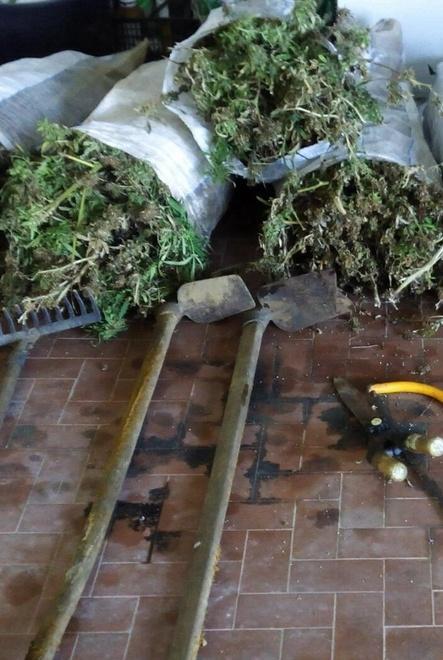 Nuove indagini sui coltivatori di droga