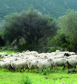 Ancora razzie di bestiame nelle campagne del Marghine