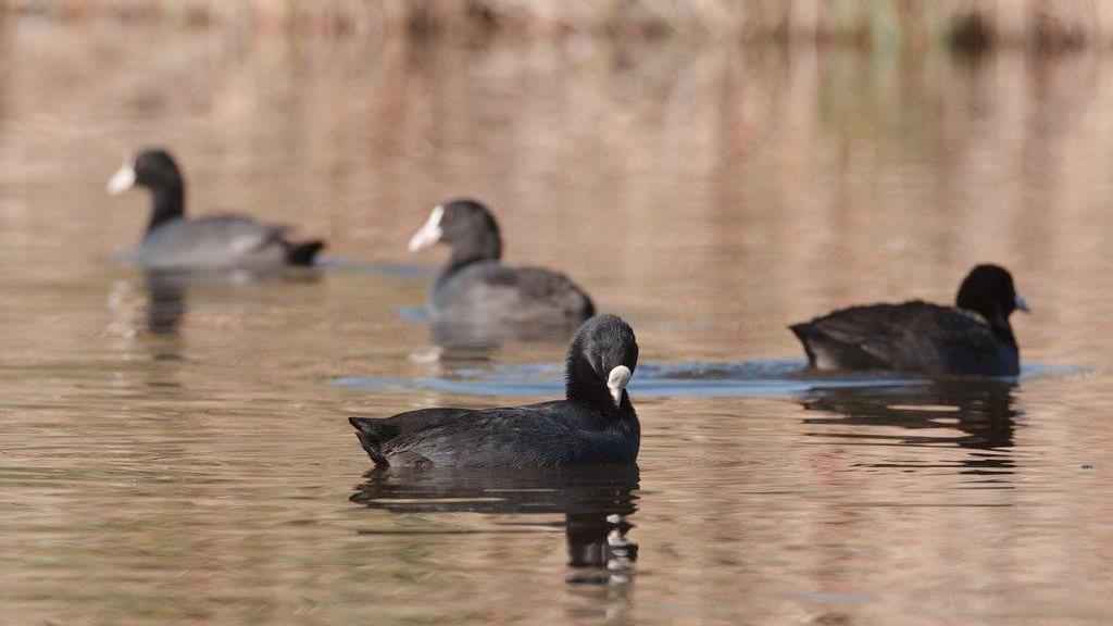Folaghe nel lago di Massaciuccoli