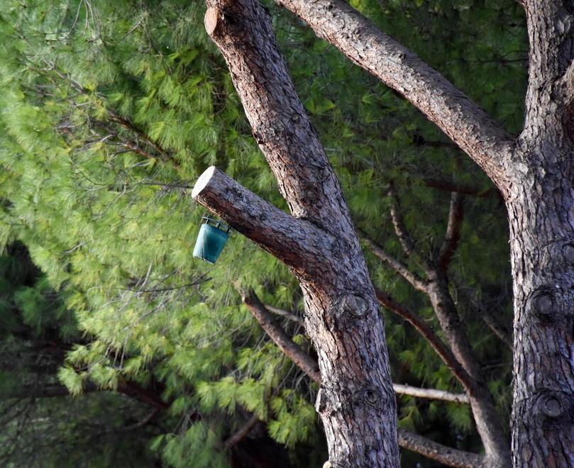 Uno degli otto dissuasori sonori installati dal Comune per allontanare gli storni. Questo è quello installato vicino alla scuola media di via Garigliano (foto Agenzia Bf)