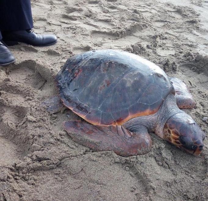 Tartaruga spiaggiata, scatta il soccorso