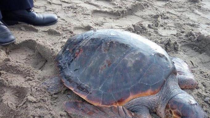 Tartaruga spiaggiata, scatta il soccorso