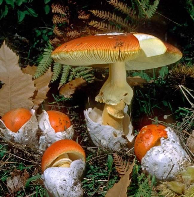 Putifigari, ecco i funghi più pregiati dell’isola 