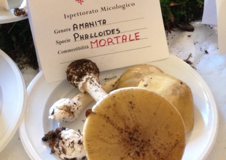 All’Expo l00 funghi in mostra: si riconoscono quelli a rischio