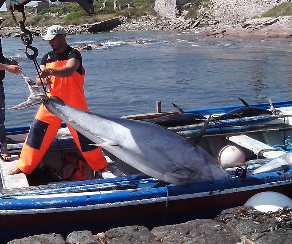 Sardi discriminati nella pesca del tonno in mare: mozione
