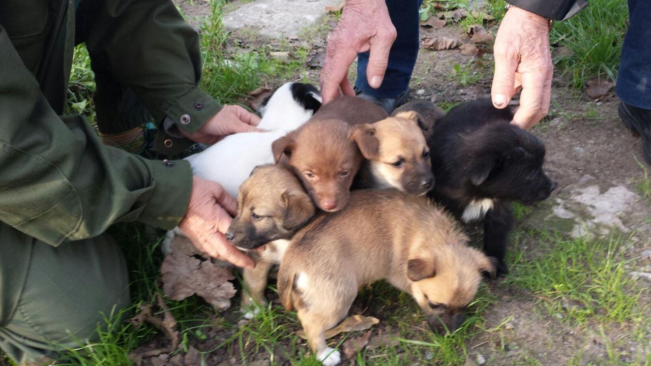 Reggio Emilia, salvi i cucciolotti abbandonati lungo una rotonda