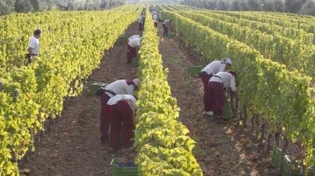 «Il caporalato è diffuso in migliaia di aziende»