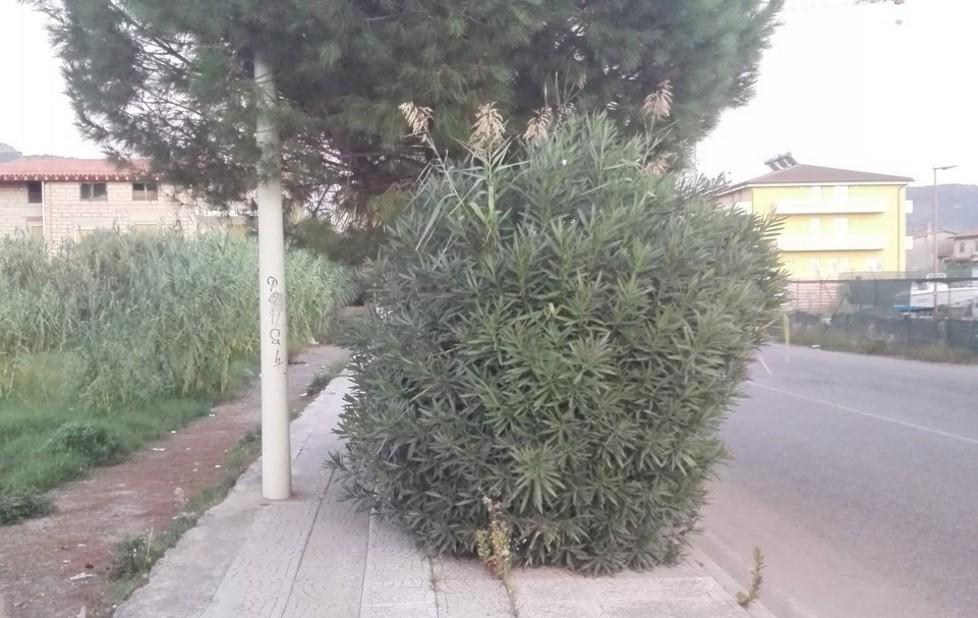 Bosa, quella macchie di verde che richiedono manutenzione