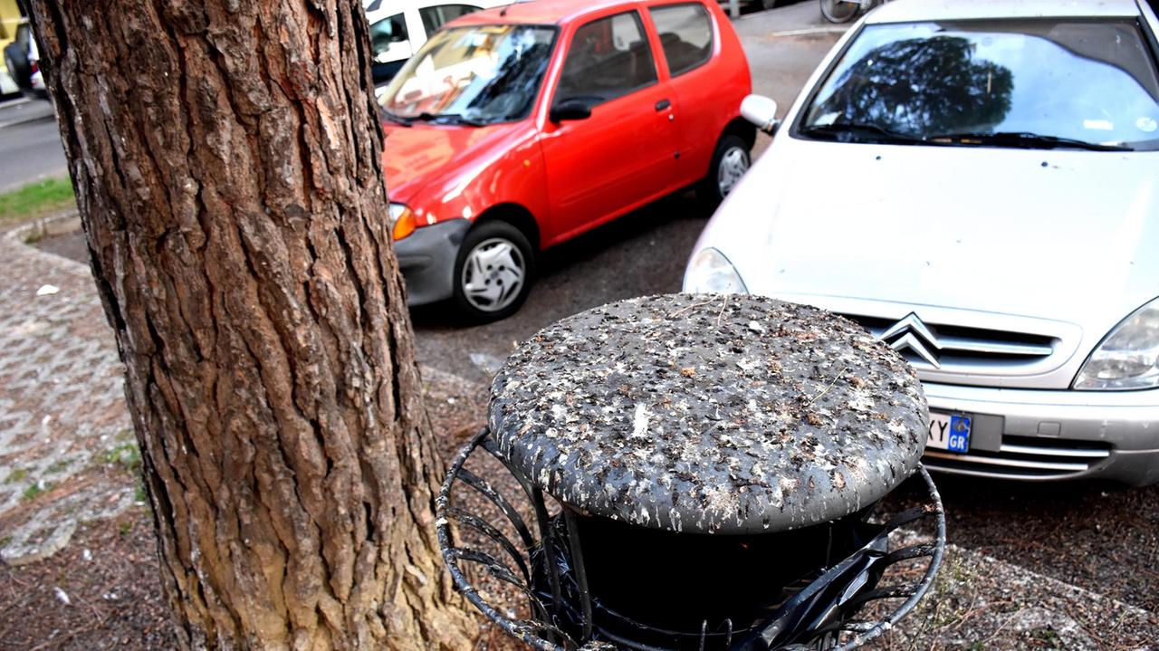 Via Bonghi, un cestino dei rifiuti letteralmente ricoperto da guano (foto Agenzia Bf)