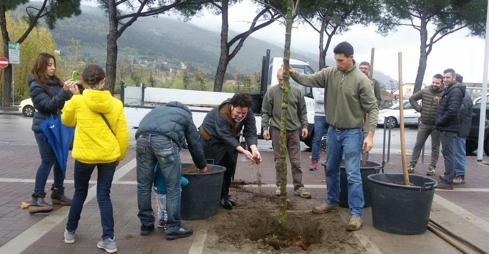 Piantato l’ultimo albero in piazza del Mercato Nuovo
