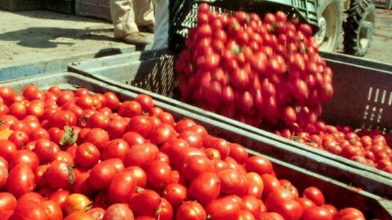 Pomodori sardi da industria, il 70% coltivati nell’Oristanese