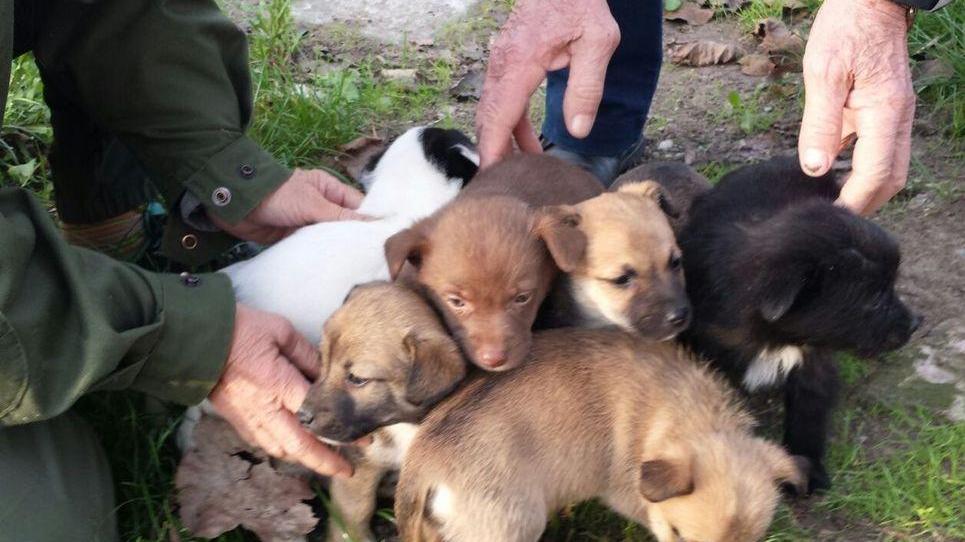Ritrovati sei cagnolini abbandonati a Gavassa