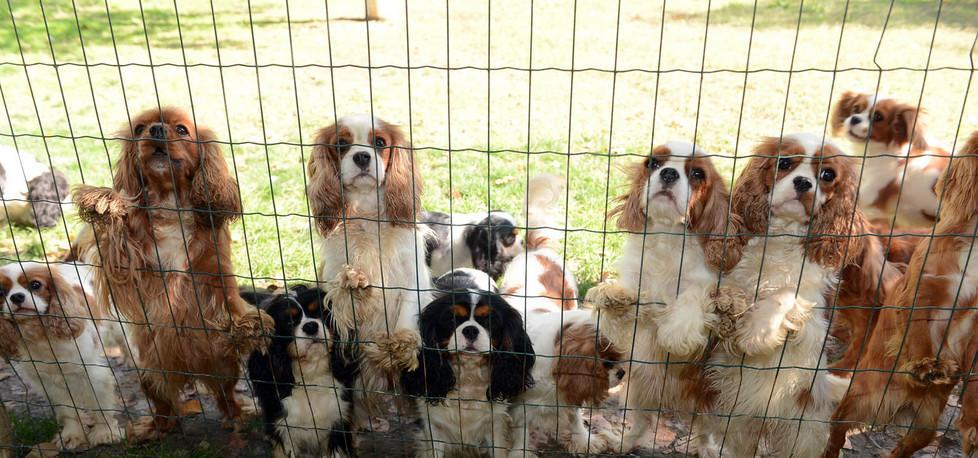 I cani “dal sangue blu” nascono a Campogalliano