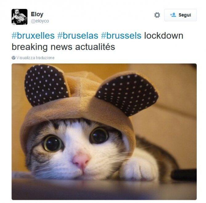 Terrorismo: Bruxelles blindata, su Twitter "la rivolta dei gattini"