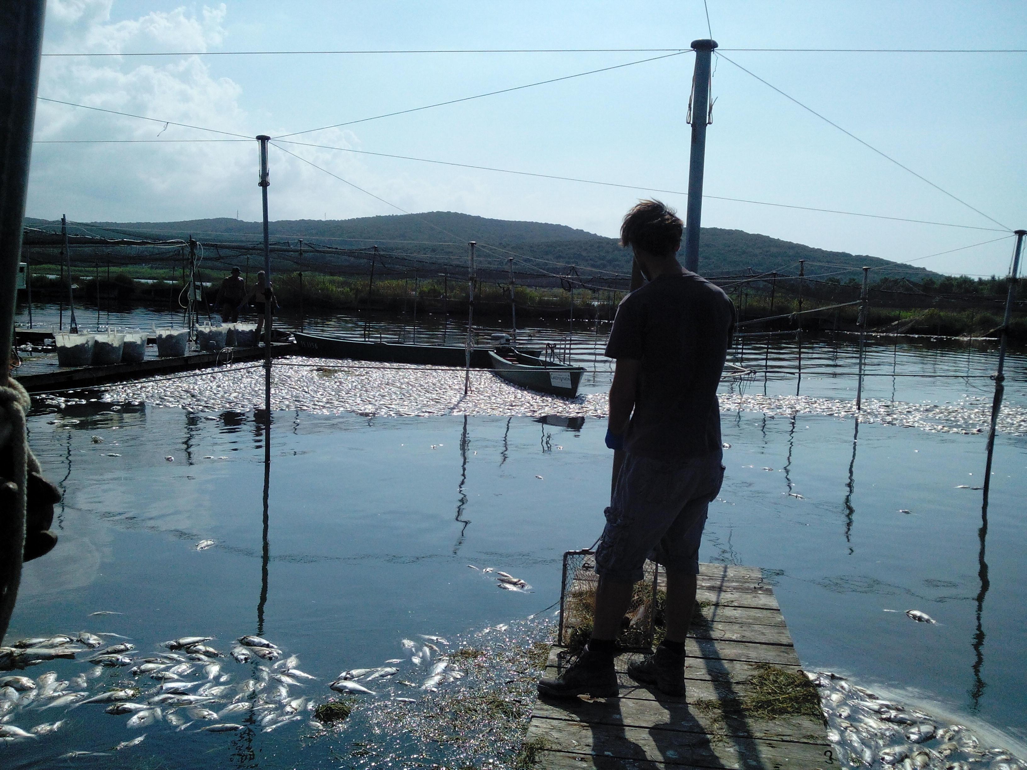 Laguna, estate 2015, la terribile moria di pesci 