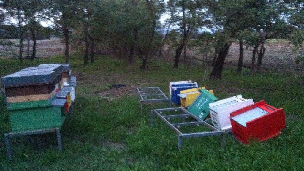 Le arnie danneggiate all’apicoltore rosignanese nella zona di San Rossore