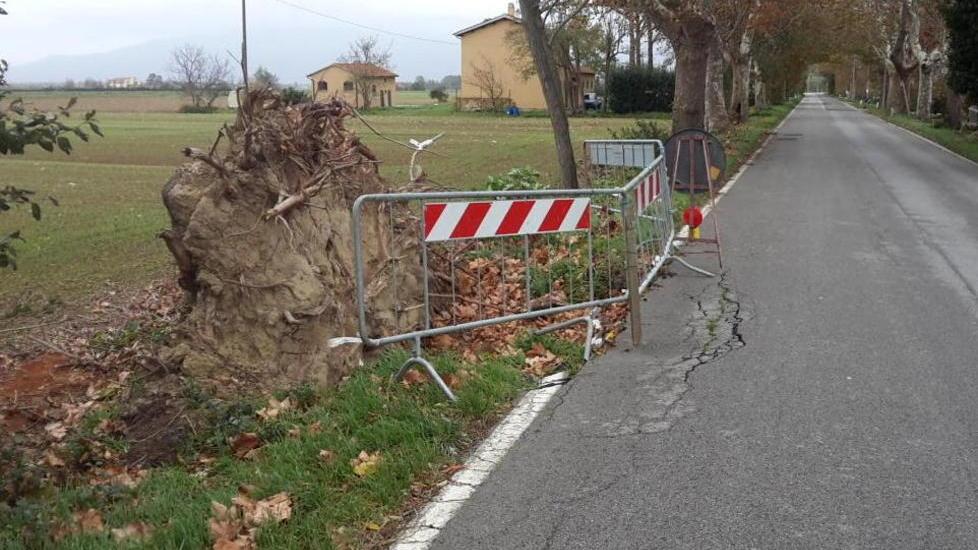 Da tre mesi quell’albero caduto è sempre lì