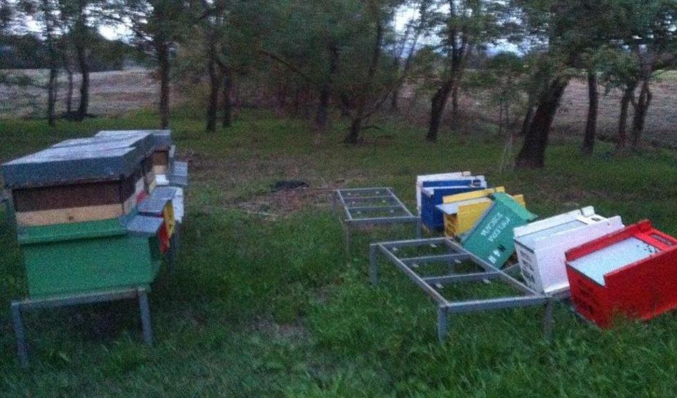 Ladri di api a San Rossore: due colpi in un mese