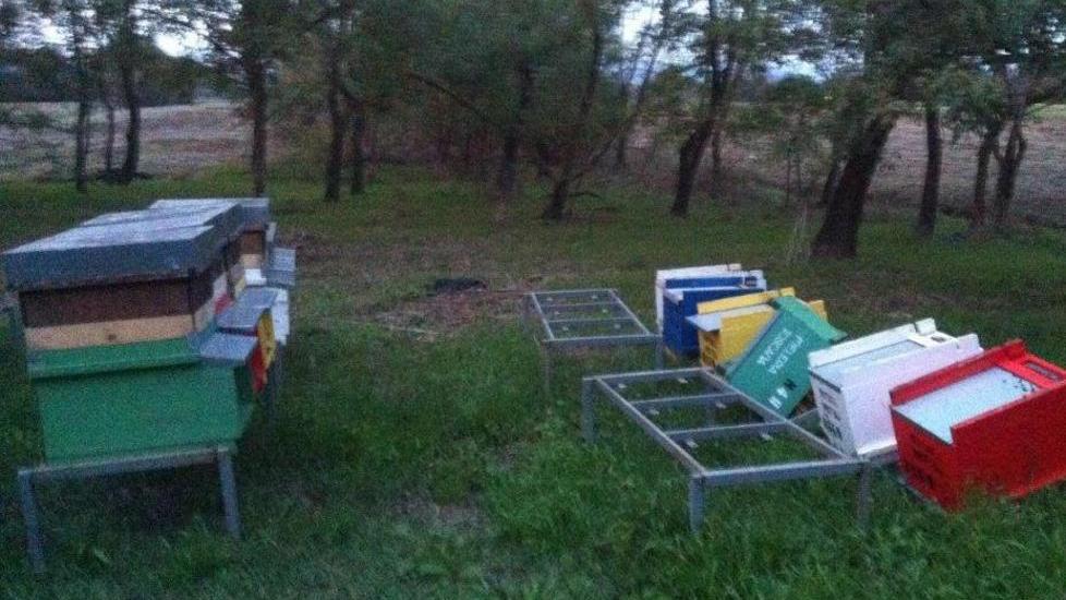 Ladri di api a San Rossore: due colpi in un mese