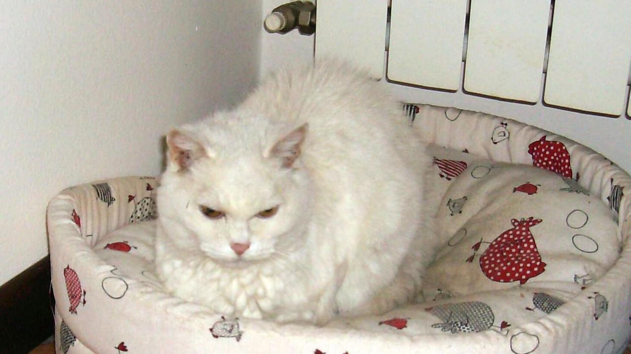 L'anziana padrona è morta, la gatta Polly è rimasta sola a 21 anni