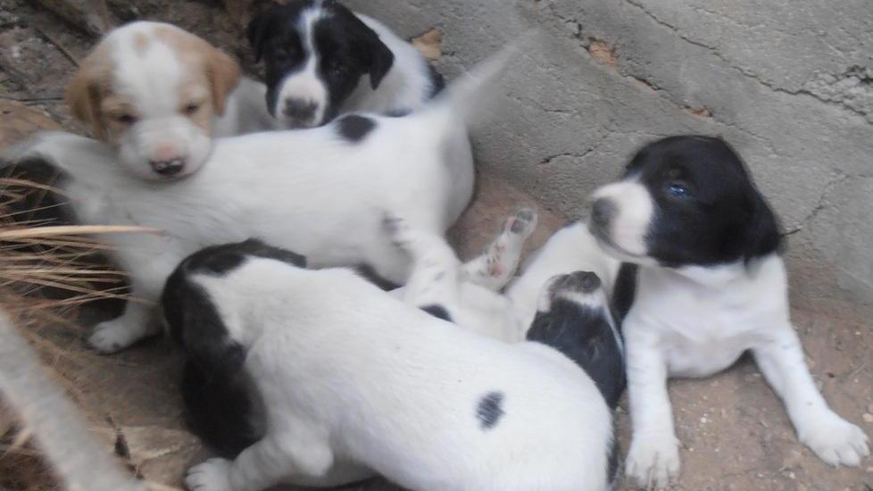 Quattro cuccioli da adottare, ora sono nel canile municipale