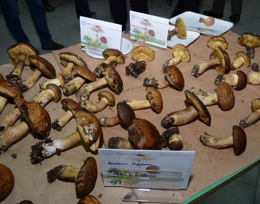 Grande successo per la mostra micologica