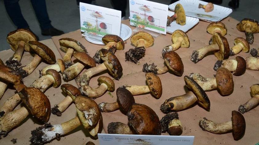 Grande successo per la mostra micologica