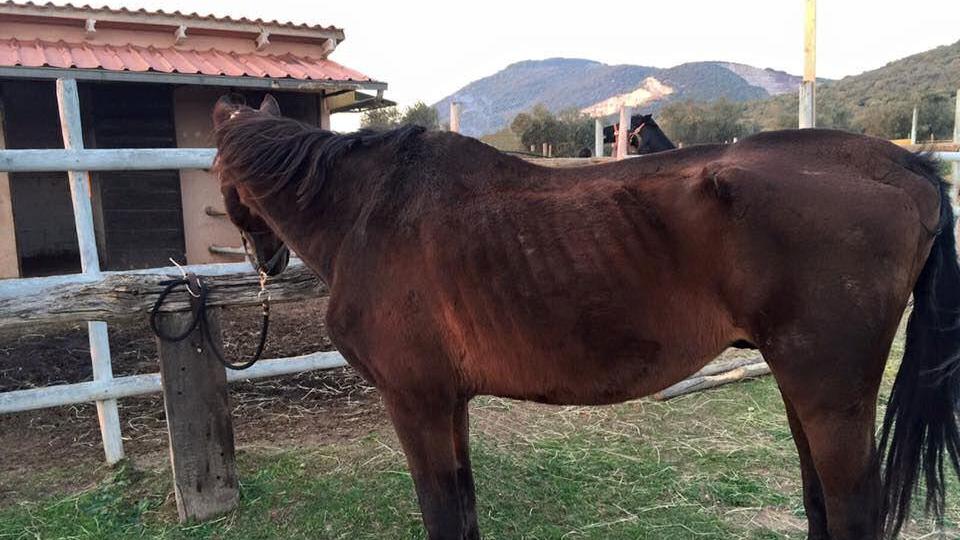 Mister X, uno dei cavalli malati curati al centro di Roselle