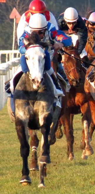 Ippica, si corre a San Rossore: i partenti e i nostri favoriti 