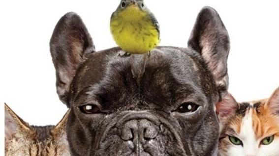 Mentre gli animali chiedono di dare lo stop ai petardi