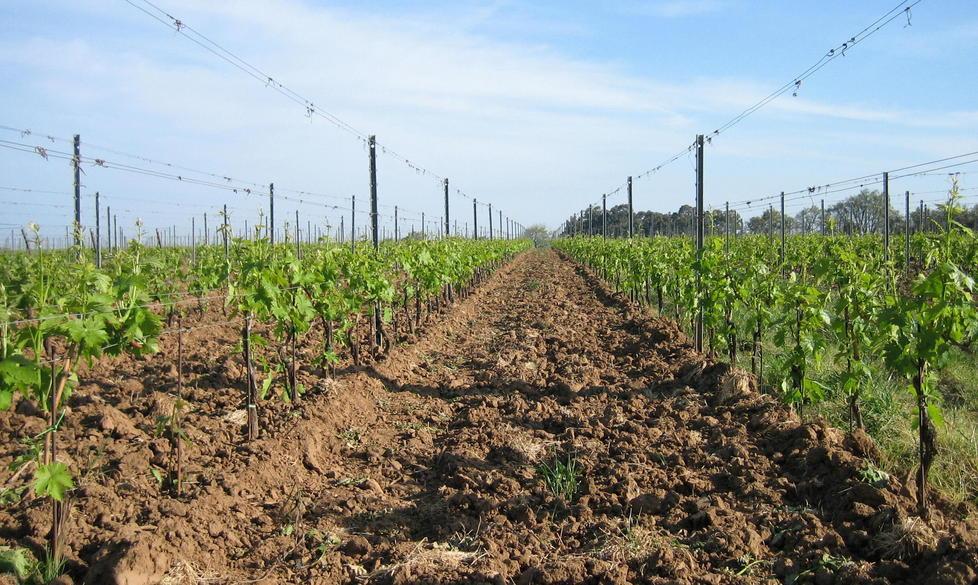 La rinascita delle campagne in Maremma