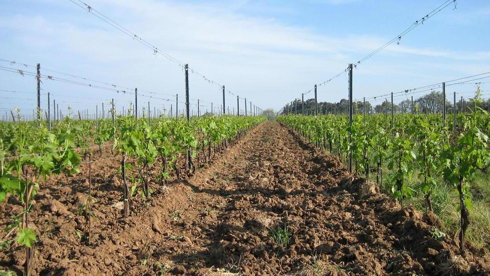 La rinascita delle campagne in Maremma