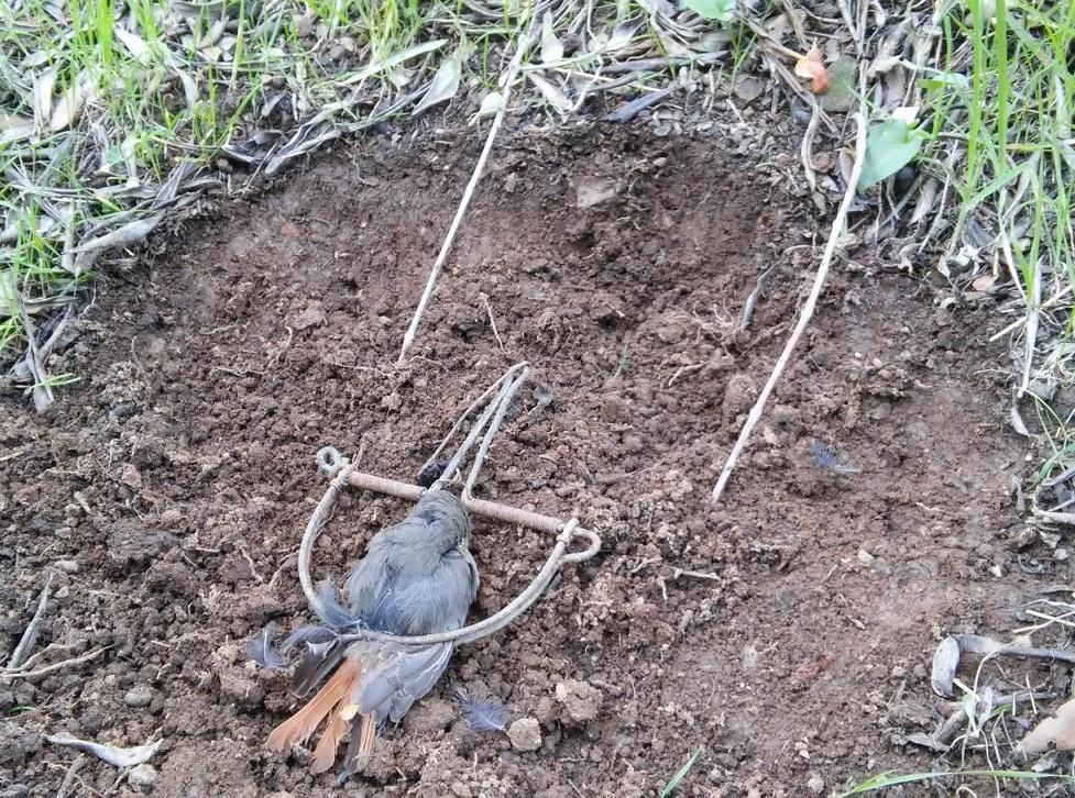 Un uccello intrappolato nella tagliola