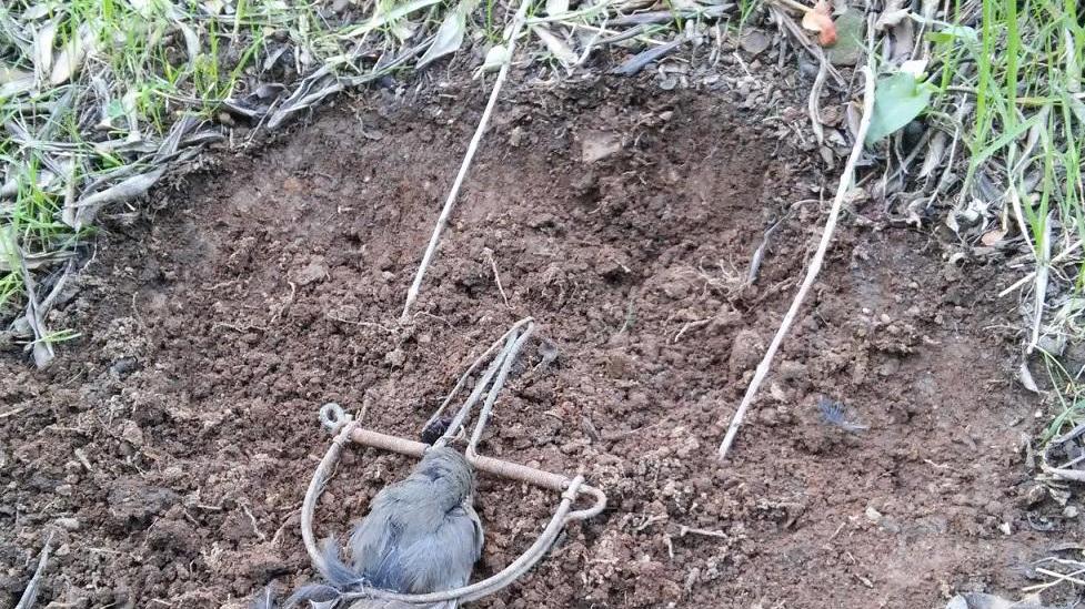 Un uccello intrappolato nella tagliola