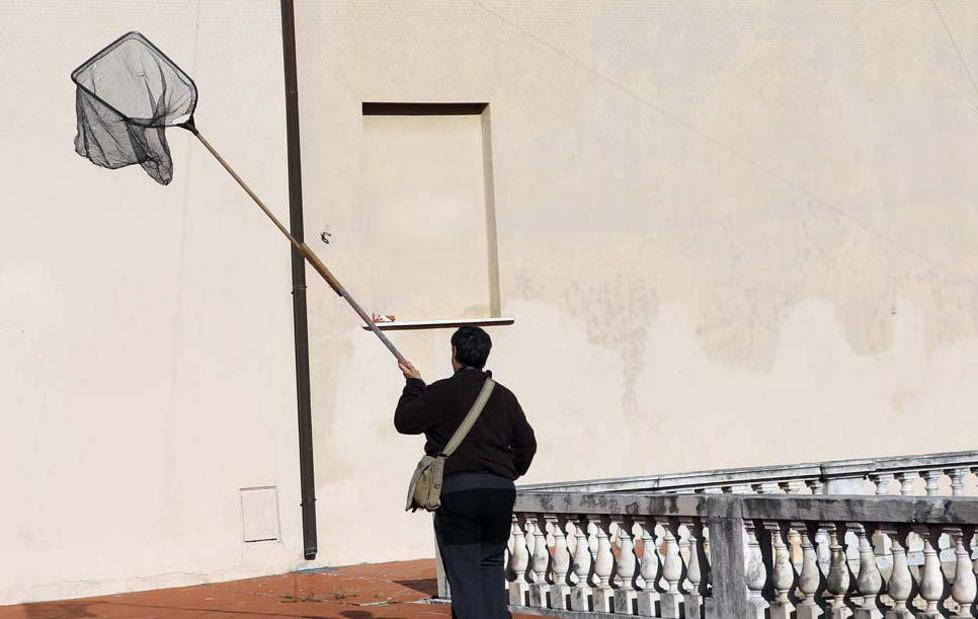 Due rondini imprigionate a Palazzo ducale 