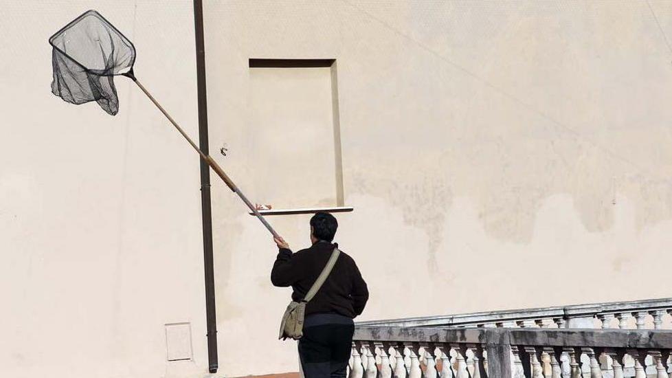 Due rondini imprigionate a Palazzo ducale