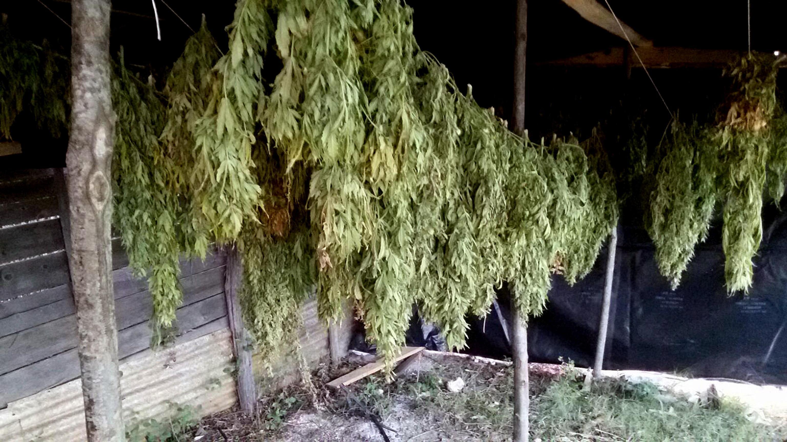 Alcune piante di marijuana