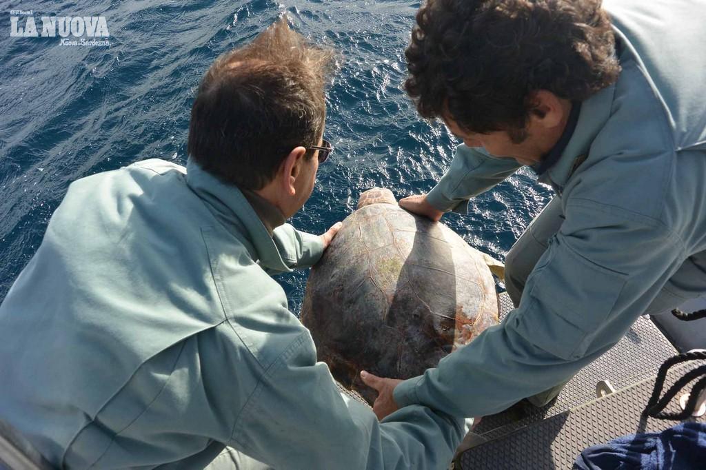 La liberazione di una tartaruga Caretta caretta