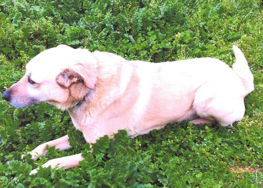 Ciao Milo dopo 14 anni