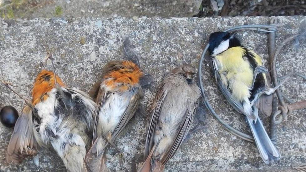 Catturava di frodo i pettirossi Sorpreso con 35 tagliole