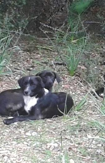 Registrazione all’anagrafe canina 