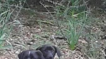 Registrazione all’anagrafe canina