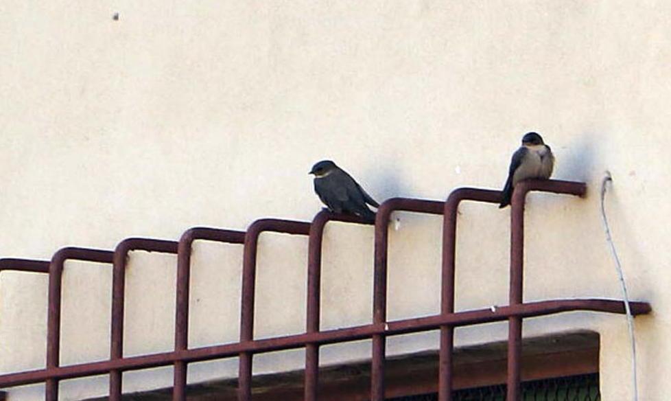 Massa, Rondini imprigionate le salvano i volontari 
