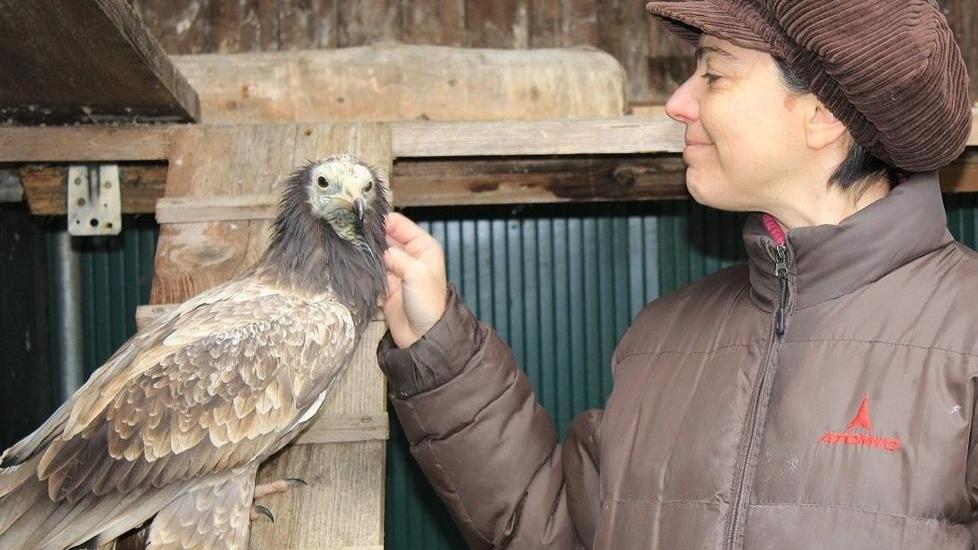 Raro avvoltoio scappa dal Cerm Appello per recuperarlo