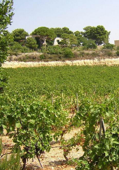 Macomer, gran galà della malvasia e convegno sui vini 