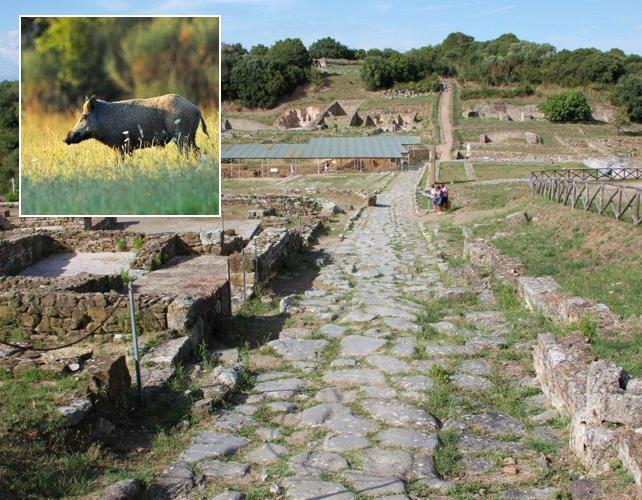 Scatta la caccia ai cinghiali tra gli scavi 