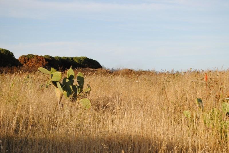 Un campo in Sardegna in un'immagine d'archivio